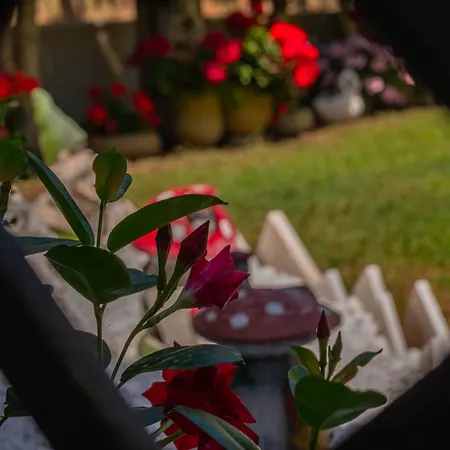 Homelia * Limenaria (Thasos)